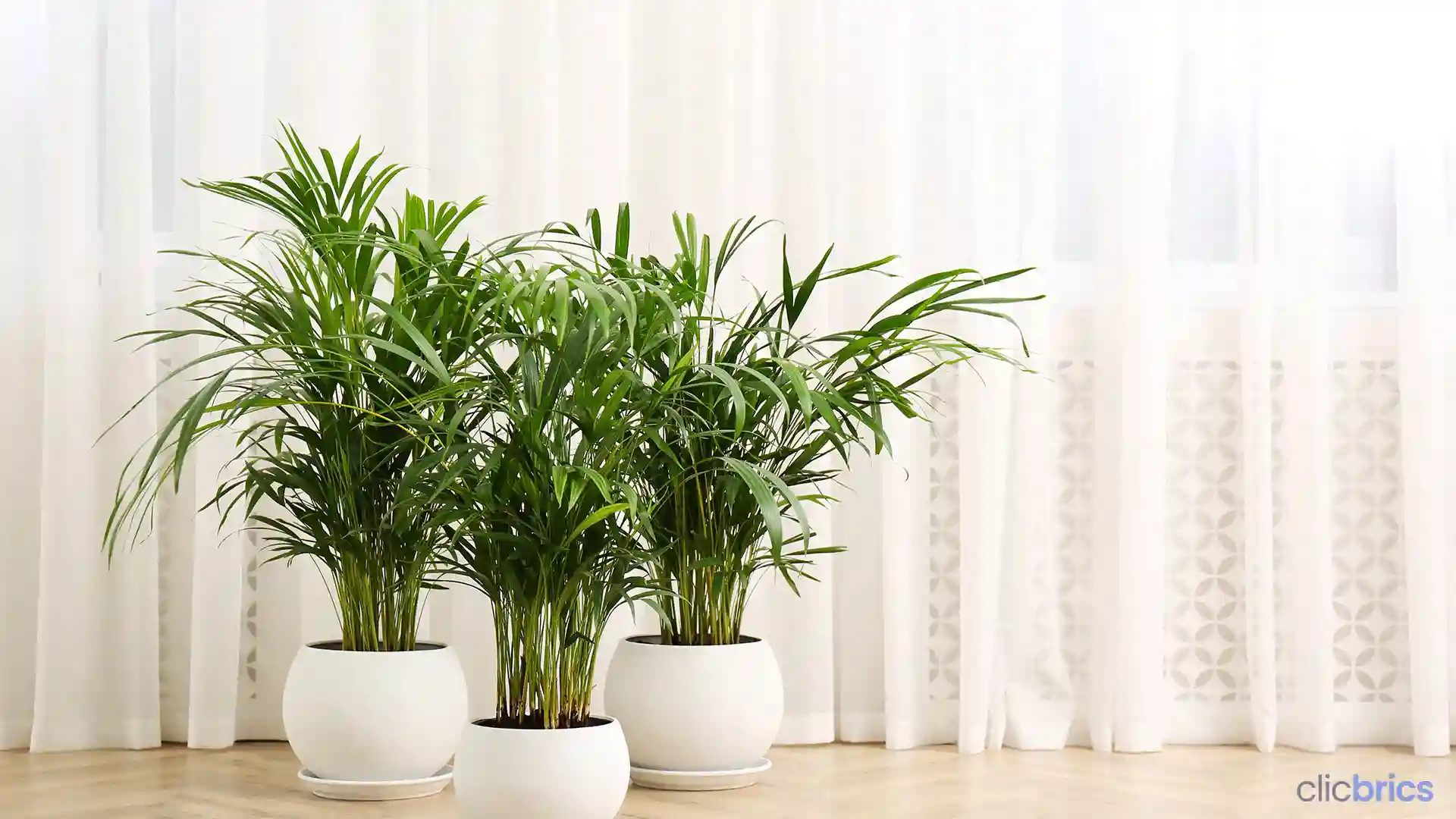 lucky plants for home